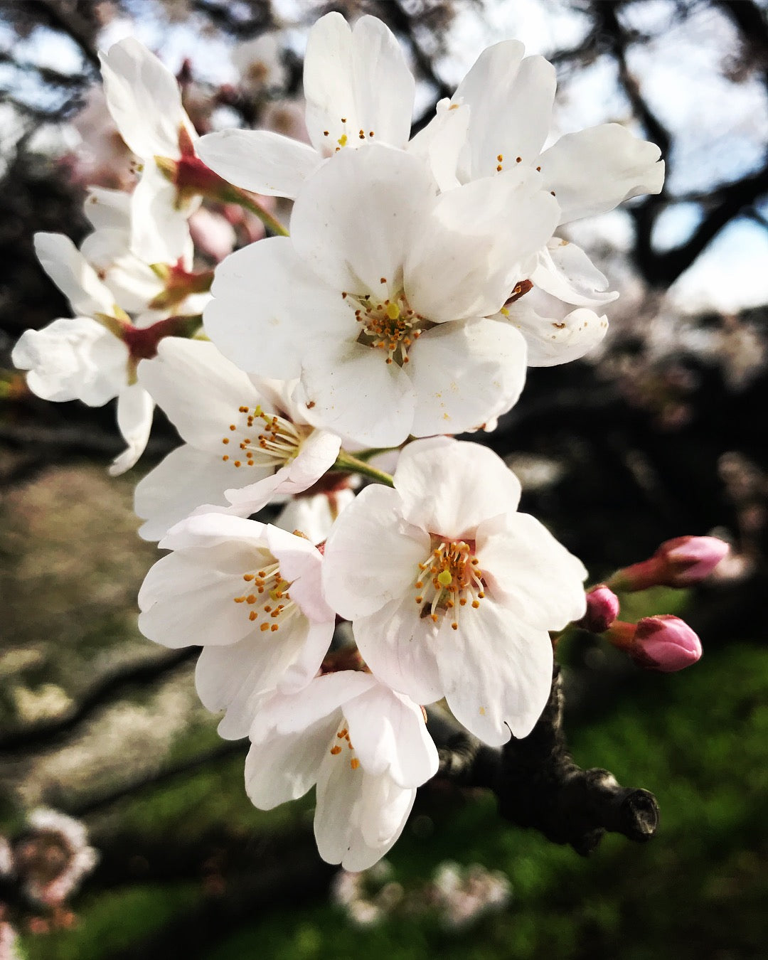 Embrace the Bloom: Sakura Serenade Crossbody Bag & Japan’s Cherry Blossom Spectacle